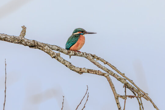 Kingfisher at Altm&uuml;hlsee lake in Winter
