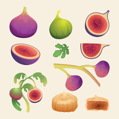 Fig fruits. Eating plants from fig tree exact vector healthy fresh fruits