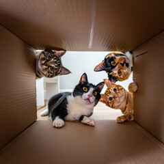 Four curious cats peer into an open cardboard box from different angles, wide‑eyed and playful, captured from the inside for a fun, inquisitive perspective brimming with personality.