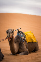 Camel resting on desert sand in Morocco, wearing a saddle with a yellow cloth, with soft dunes in the background under calm daylight.