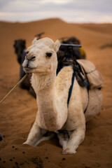 White camel resting on desert sand in Morocco, wearing a saddle and ropes, with soft dunes and other camels blurred in the background under calm daylight.