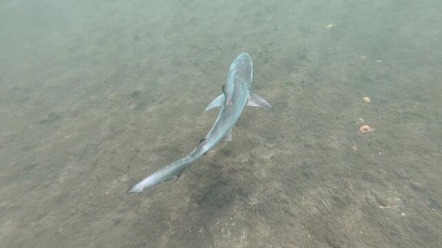 A la poursuite d'un petit requin bleu des Galapagos