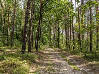 Fototapeta premium forest path in the green pine forest.