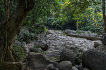 rocky stream bed in khao yai jungle with boulders and yellow flowering trees dense greenery surrounding