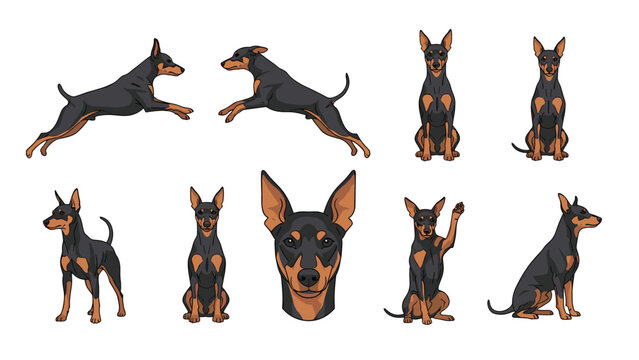 Detailed set of Miniature Pinscher dog illustrations showing multiple poses including jumping sitting and frontal facial portraits.