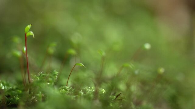 Moss with visible sporophytes shown in a tight macro shot highlighting stems and capsules in natural light.