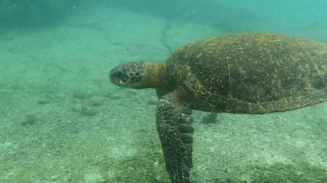 Plong&eacute;e sous la surface de l'eau avec les tortues g&eacute;antes des Galapagos sur le site de Los Tuneles sur l'&icirc;le d'Isabela