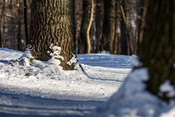 winter in the forest