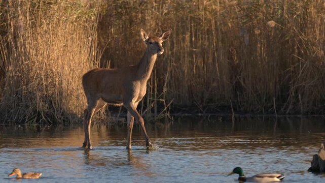Red deer hind walks through shallow water among reeds at sunset, filmed in slow motion from a close wildlife hide.