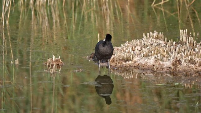 Crested coot feeds and moves across shallow wetland water with short flights recorded in slow motion in a nature reserve at dawn.