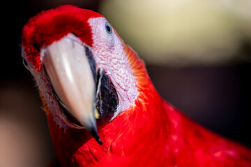 Honduras, Copán, Copán Ruinas, Scarlet Macaw (Ara macao) © Luigi