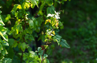 Fototapeta premium Plant leaves exhibiting signs of disease and damage on branches of shrub, health issue affecting foliage, botanical pathology in garden, adverse condition of plant