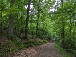 Fototapeta premium road in the forest