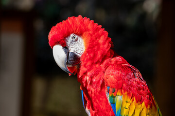 Honduras, Copán, Copán Ruinas, Scarlet Macaw (Ara macao) © Luigi