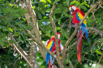 Honduras, Copán, Copán Ruinas, Scarlet Macaw (Ara macao) © Luigi
