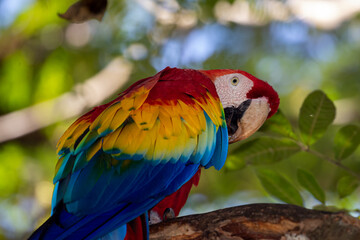 Honduras, Copán, Copán Ruinas, Scarlet Macaw (Ara macao) © Luigi