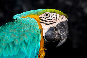Guatemala, Antigua Guatemala, Blue-and-yellow Macaw (Ara ararauna) © Luigi