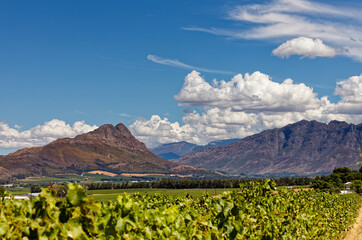 Fototapeta premium Amazing white clouds against a blue sky and high mountains in Slanghoek, Western Cape, South Africa. 