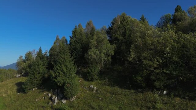 Dramatic Aerial Reveal of Moieciu de Jos and Bucegi Mountains rising over Wind-Blown Birch Trees (Betula pendula)