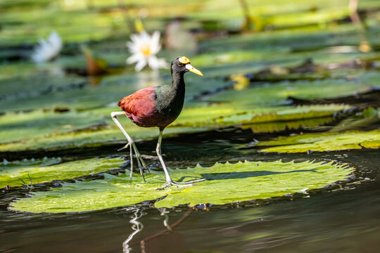 Guatemala, Rio Dulce, American Jacana (Jacana spinosa) - Northern Jacana