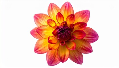 Fototapeta premium Vibrant Dahlia Flower Close-Up – Botanical Visual for Editorial, Design, or Nature Branding Themes