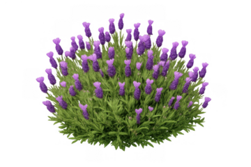 Isolated lavender bush showcasing fragrant purple flowers and aromatic green leaves, transparent background