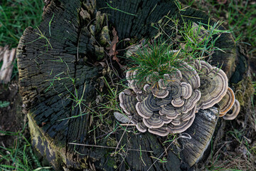 Fungi growth on an old tree stump in a forest setting