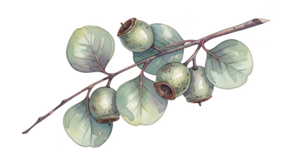 Watercolor eucalyptus branch with green seed pods and oval leaves on black background image