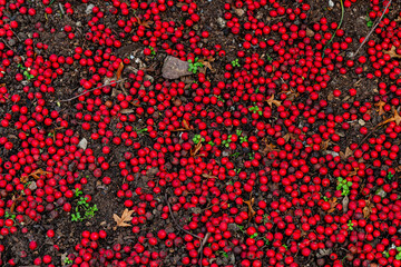 Fallen red berries cover the ground in a garden setting during autumn