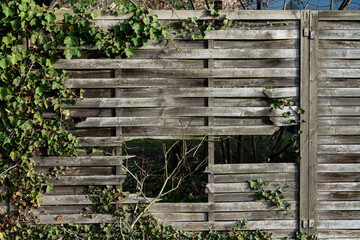 Wooden fence with a hole covered in green vines