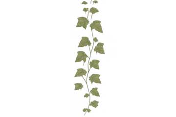 Green ivy vine climbing with leaves, growing upward, representing nature, growth, and organic design elements