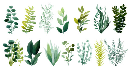  Collection of green plants on a white background. Elements for design
