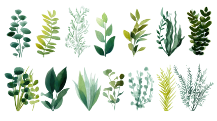  Collection of green plants on a white background. Elements for design