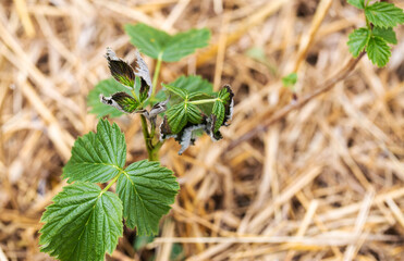 Fototapeta premium Frostbitten leaves and raspberry bushes spring, close-up