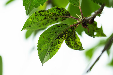 Fototapeta premium Close up view of green plant leaves heavily infested with black aphids, showing signs of pest damage and plant disease problem on foliage