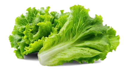 lettuce leaves for breakfast or lunch salad on white background