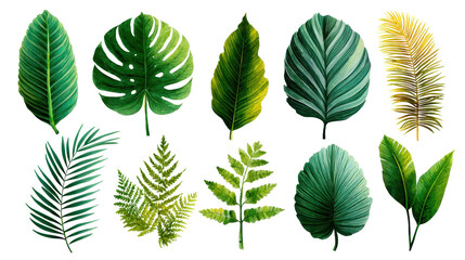 Set of tropical leaves and palm fronds