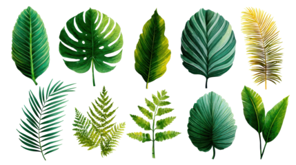 Set of tropical leaves and palm fronds