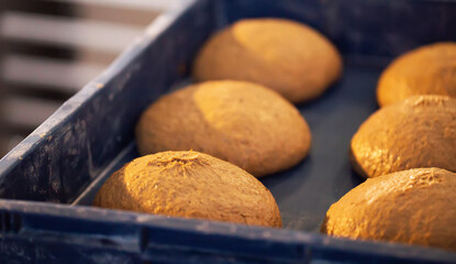 Raw dough portions proofing in blue plastic container before baking process, showing readiness for artisan bread production in commercial bakery setting with warm ambient light