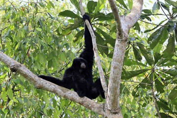 Siamang (Symphalangus syndactylus), adult, on tree, climbing, vigilant, Southeast Asia
