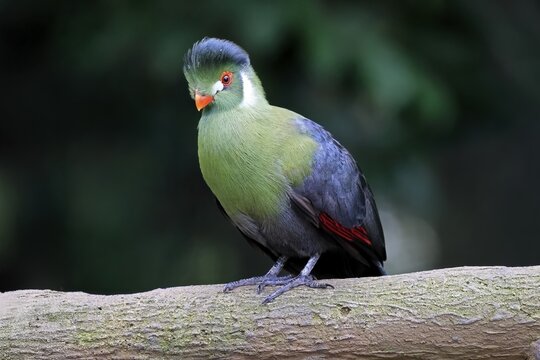 White-eared Turaco (Menelikornis leucotis), adult, alert, on tree trunk, Ethiopia, Africa, captive