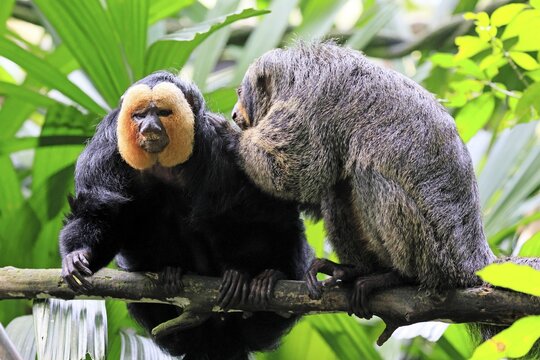 White-headed saki (Pithecia pithecia), adult, on tree, pair, male, female, fur care, social behaviour, South America