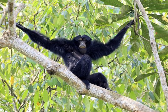 Siamang (Symphalangus syndactylus), adult, sitting on tree, alert, Southeast Asia