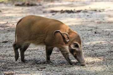Brush-eared porcupine (Potamochoerus porcus), river pig, adult, foraging