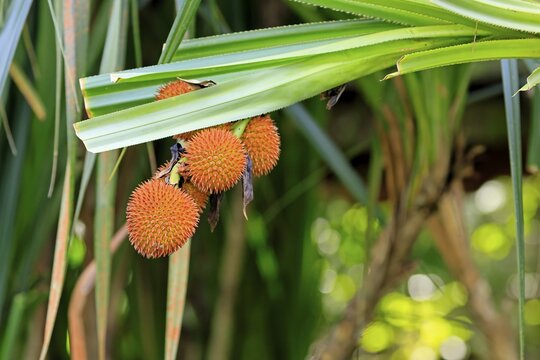Pandanus affines, genus screw trees, fruits, useful plant, shrub, Singapore, Southeast Asia