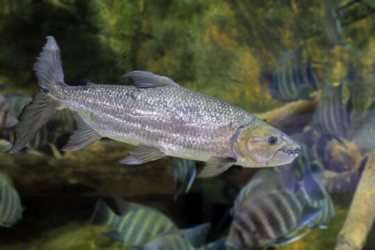 Giant tiger tetra (Hydrocynus goliath), water dog, freshwater fish, adult, swimming, Congo basin