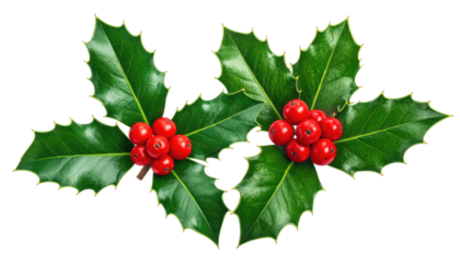 Close-up of glossy green holly leaves and bright red berries. The plant is isolated on a transparent black background