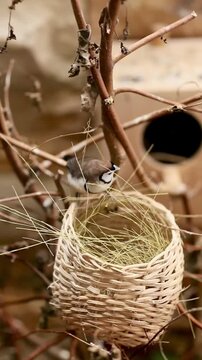 bird nest with eggs