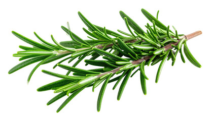 Fototapeta premium A sprig of fresh, green leaves, likely an herb, isolated against a solid black background, showcasing details