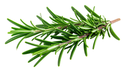 A sprig of fresh, green leaves, likely an herb, isolated against a solid black background, showcasing details